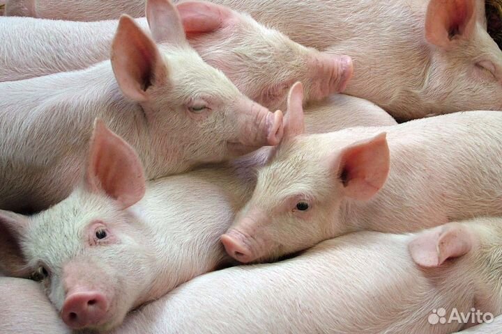 Двух месяцние поросяты от 4000