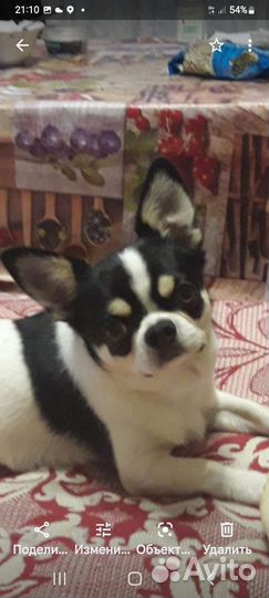 Вязка Чихуахуа