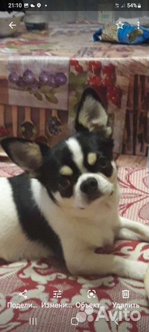 Вязка Чихуахуа