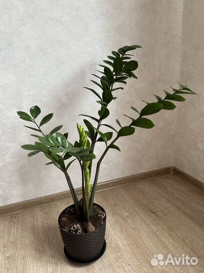 Замиокулькас