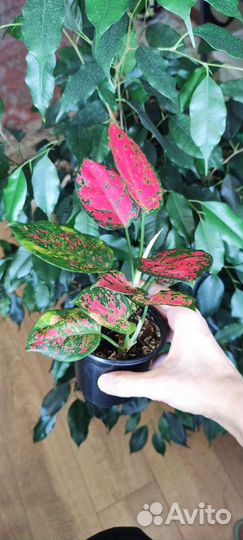 Фикус, аглаонема, сциндапсус