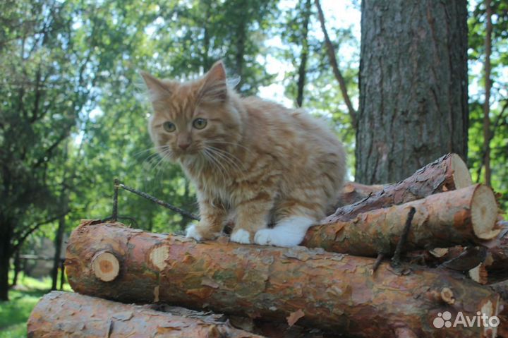 Курильский бобтейл