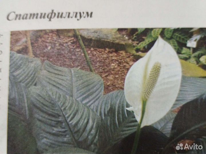 Спатифиллум (женское счастье)