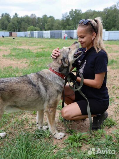 Собака в добрые руки
