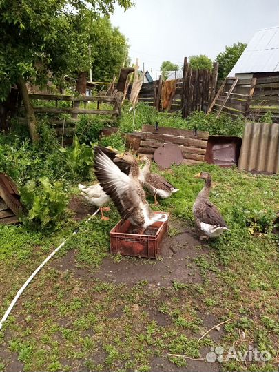 Продам семья гусей