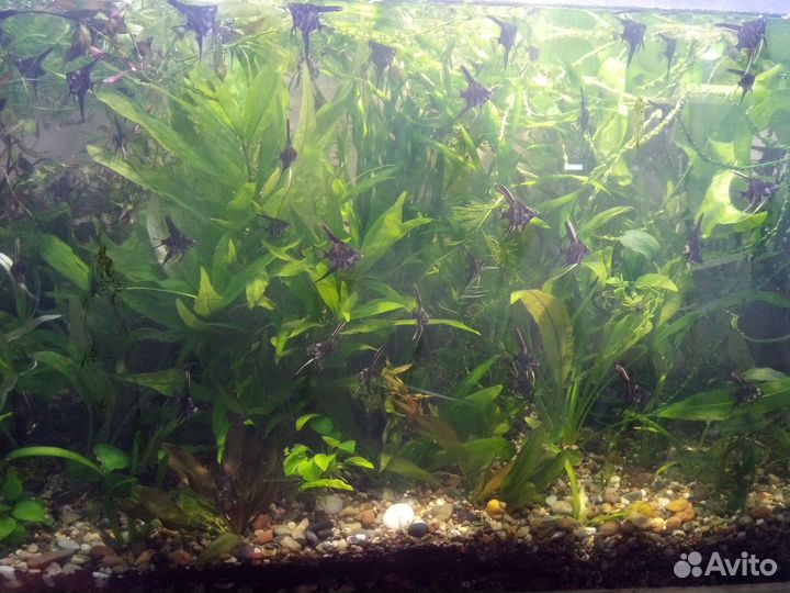 Аквариумные рыбки