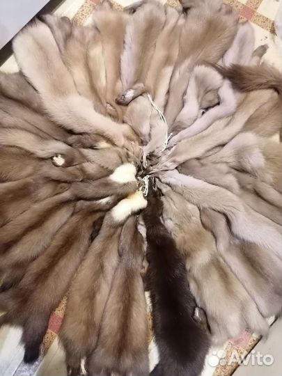 Шкуры куницы