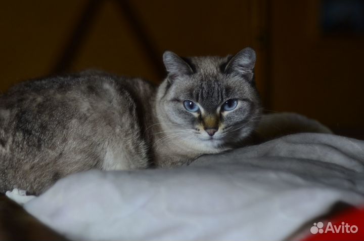 Объектив Domiplan Meyer 50 /2.8
