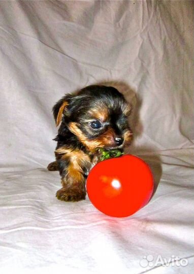 Йоркширский терьер щенки большой выбор