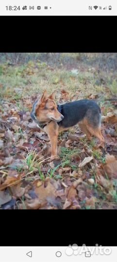 Собака в добрые руки