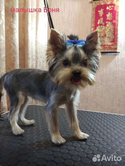 Стрижка собак