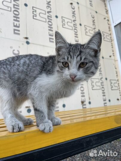 Котята бесплатно