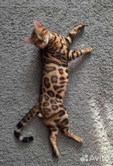 Бенгальский кот вязка