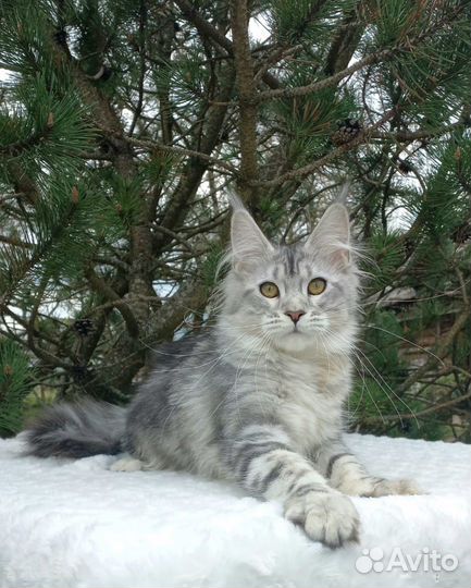 Кошечка серебро
