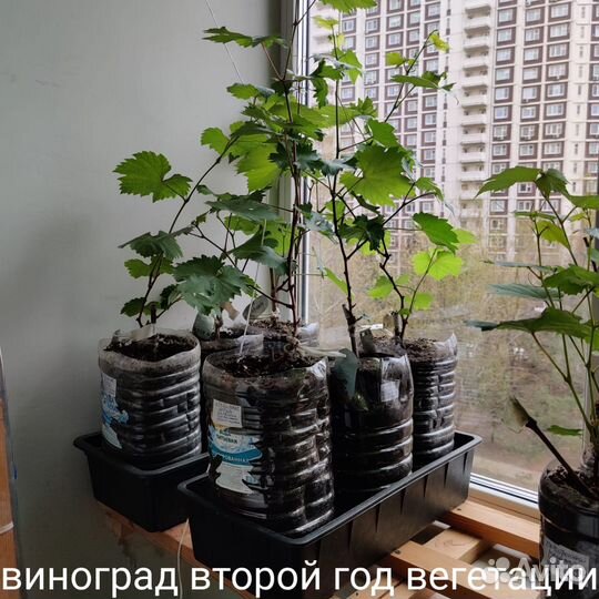 Саженцы винограда 2х летний морозостойкий