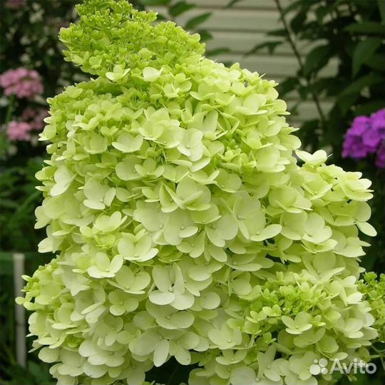 Гортензия Меджикал Мунлайт