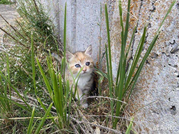 Котята в добрые руки бесплатно