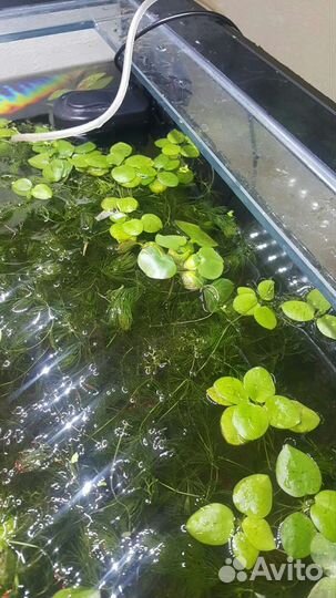 Аквариумные растения, рыбки, криветки