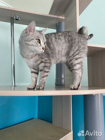 Кошки бесплатно