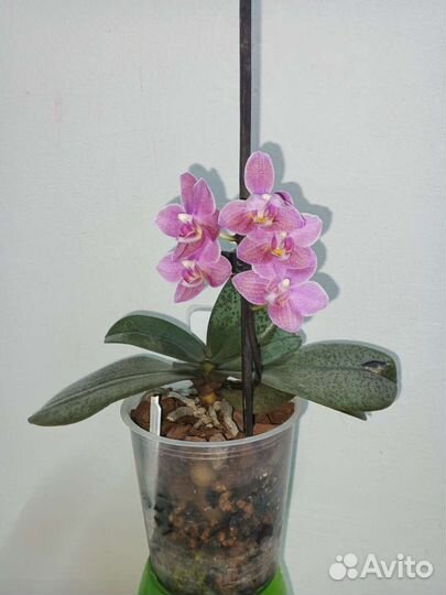 Diffusion орхидея парфюмерная фабрика