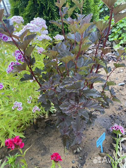 Пузыреплодник калинолистный - Диабло