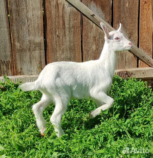 Зааненские козлята