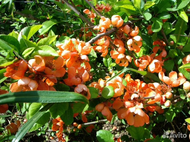 Саженцы Айва японская (Хеномелес, северный лимон)