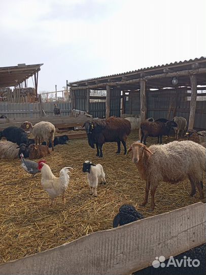 Баран гисар