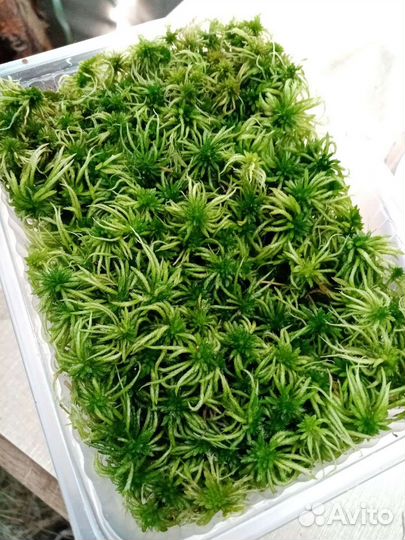 Мох Сфагнум растущий зелёный