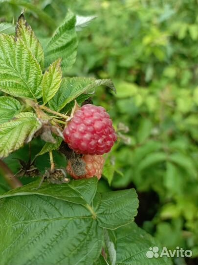 Ремонтантная малина