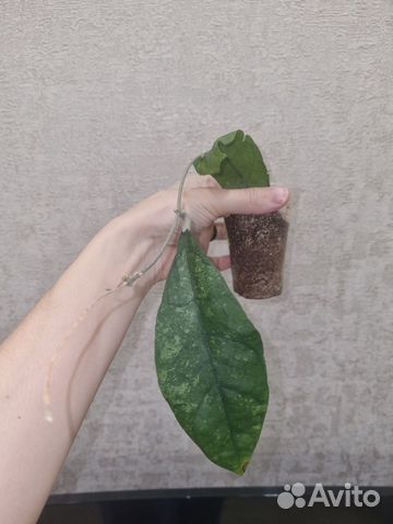 Hoya peninsularis (Hoya sp. perak Teddy Bear)