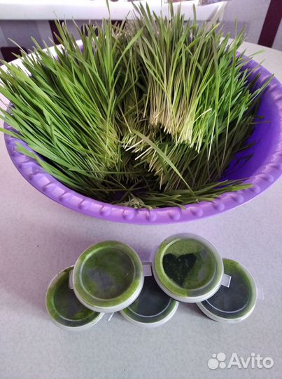 Витграсс замороженный