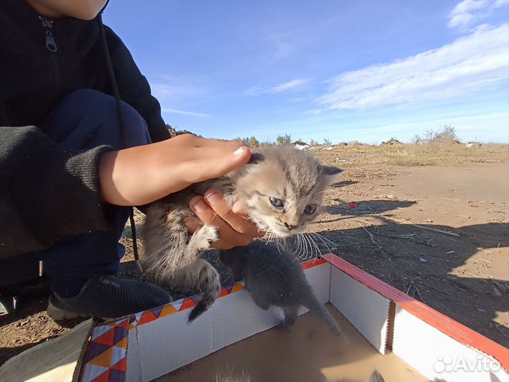 Котята в добрые руки