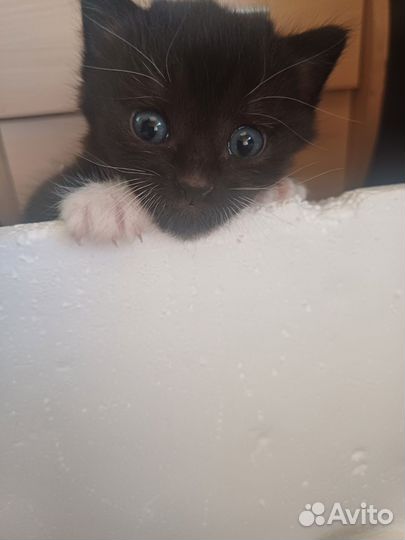 Черно-белый котенок мальчик