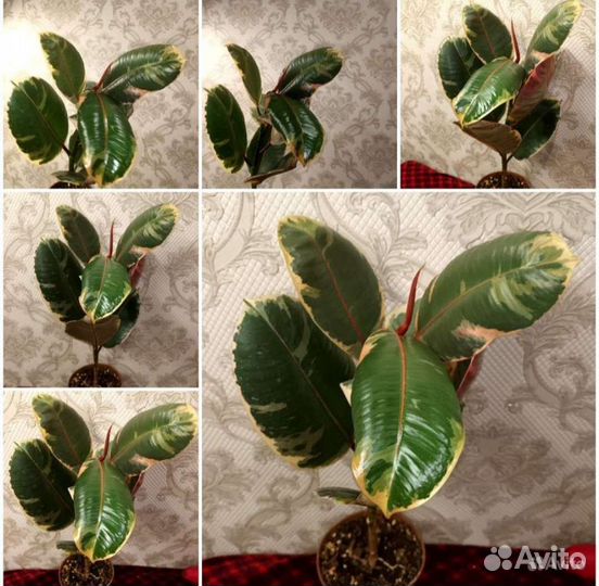 Комнатные растения в ассортименте