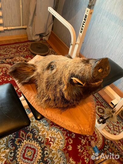 Чучело головы кабана