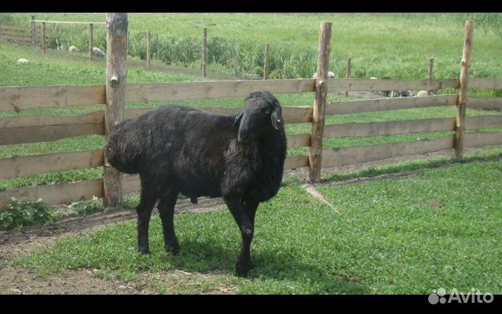 Племенной баран эдельбаевской породы
