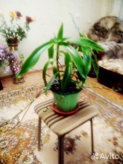 Растение золотой ус