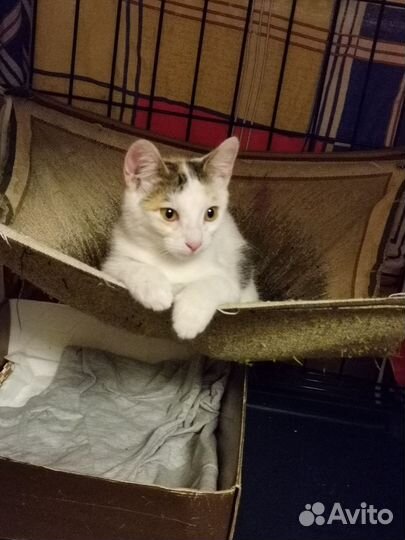 Котенок девочка