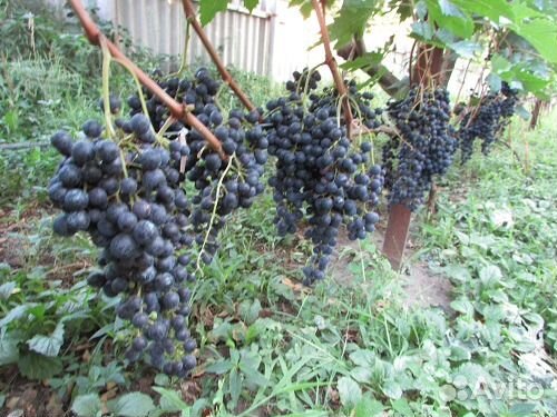 Саженцы и черенки винограда