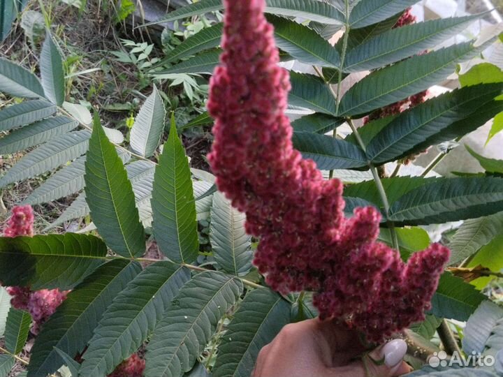 Саженцы сумах оленерогий