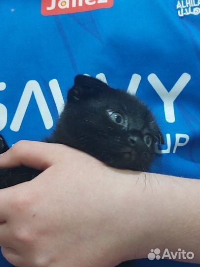 Вислоухая кошечка