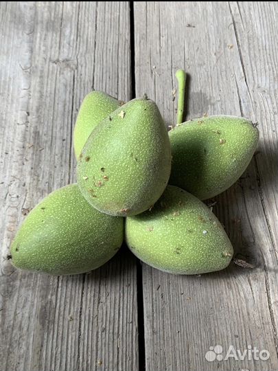 Манчжурский орех