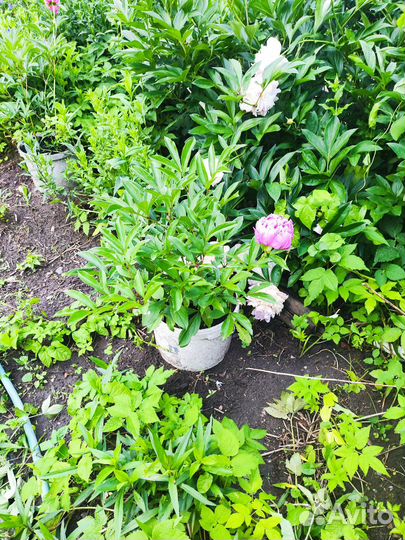 Саженцы пиона