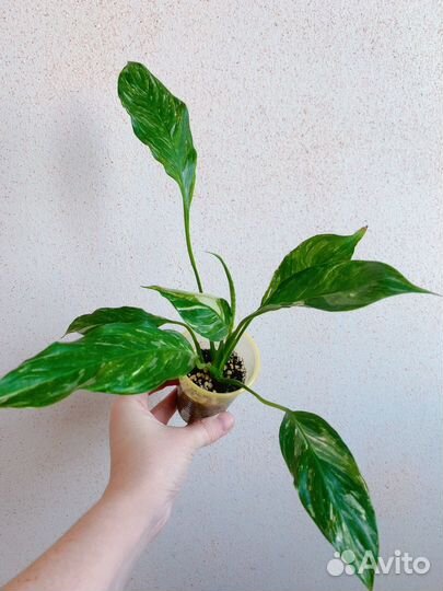 Комнатные растения