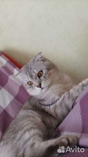 Шотландский вислоухий кот вязка