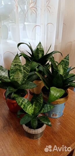 Комнатные цветы