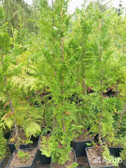 Пихта одноцветная,бальзамическая, тсуга, пихта