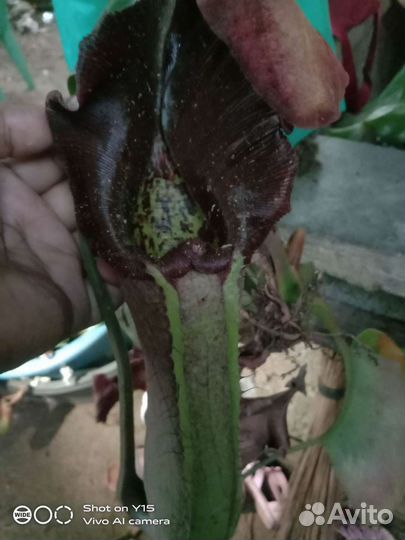 Хищные растения. Непентес (семена 5 видов)