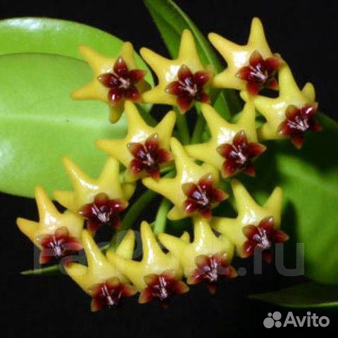 Хойи паразитика, карноза, кумингиана